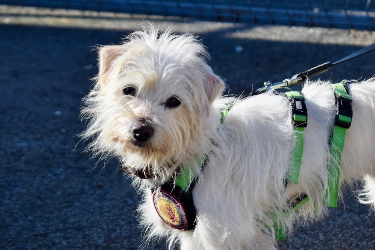 Happy, female 5yo Mixed Breed for adoption at Ein Herz für Streuner e.V., München