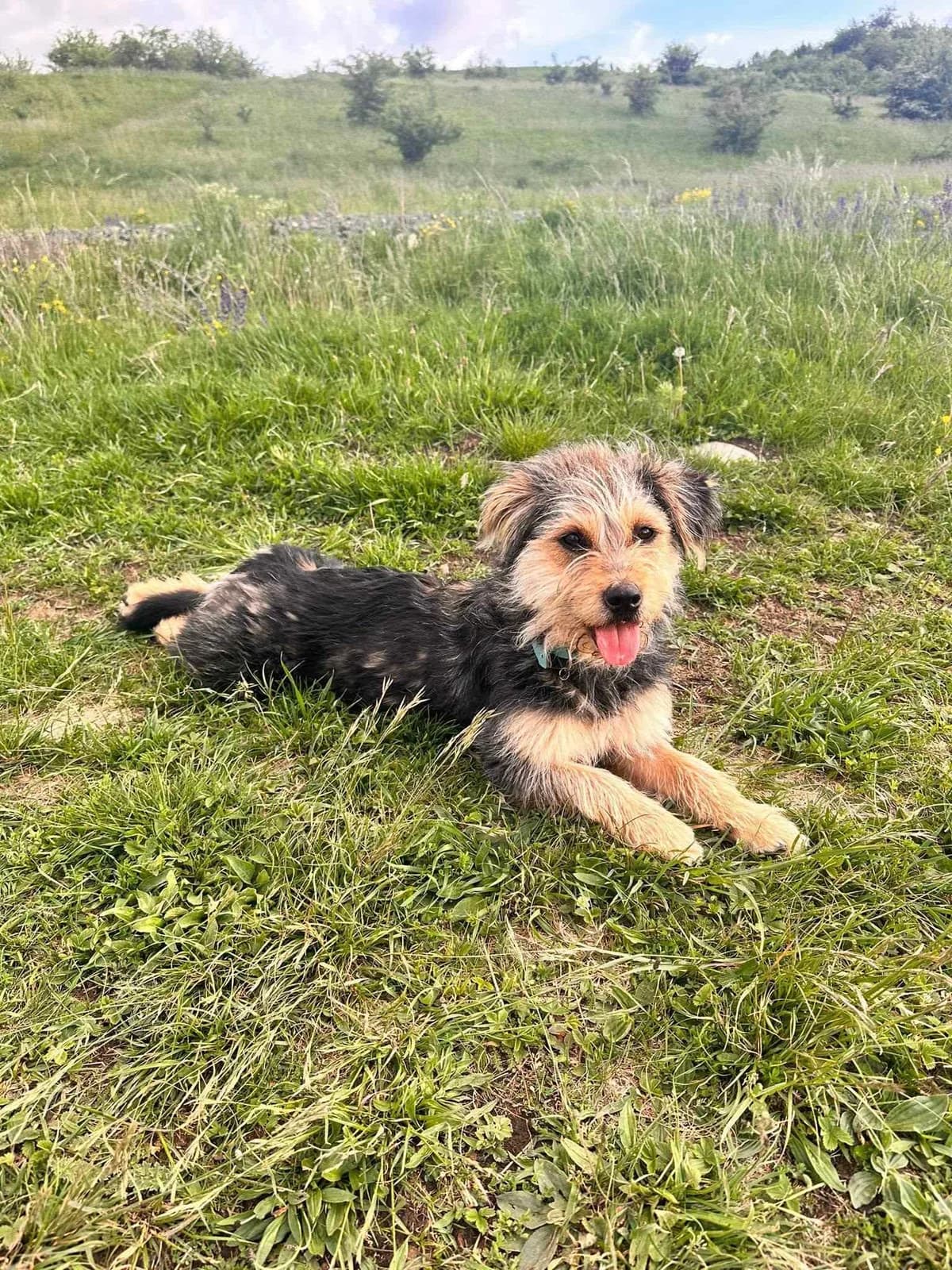 Happy, female young Mixed Breed for adoption at Ein Herz für Streuner e.V., München