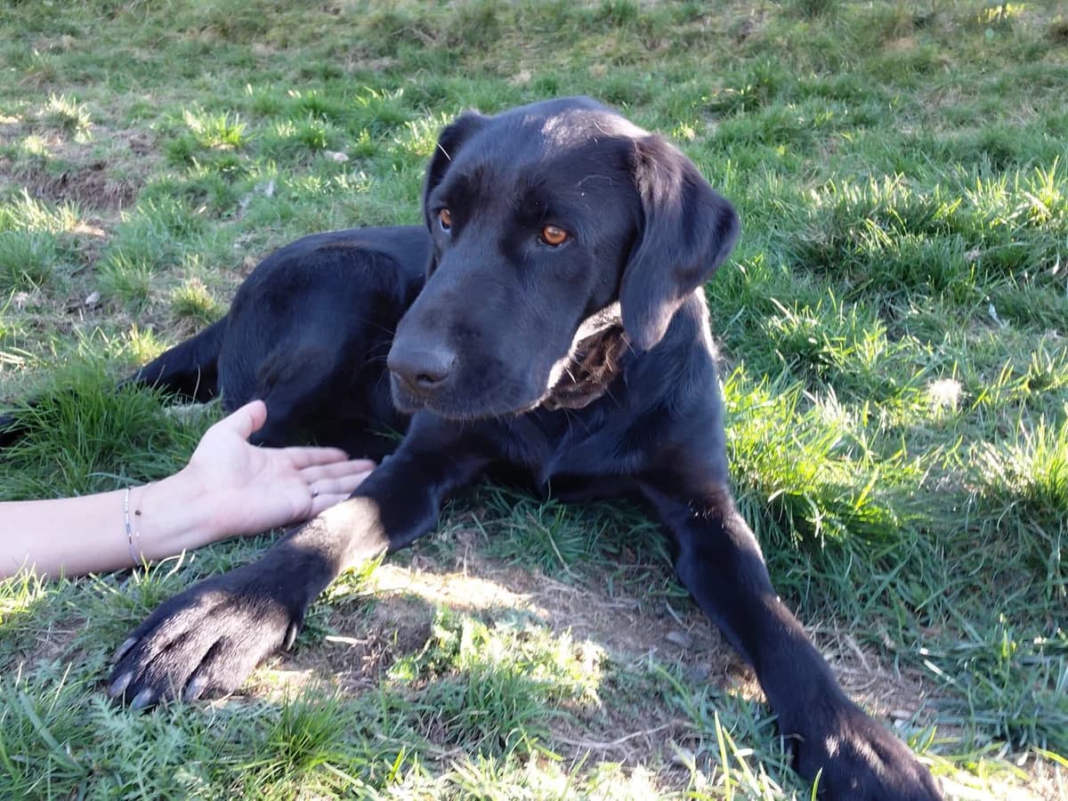 Harald, male young Mixed Breed for adoption at Ein Herz für Streuner e.V., München
