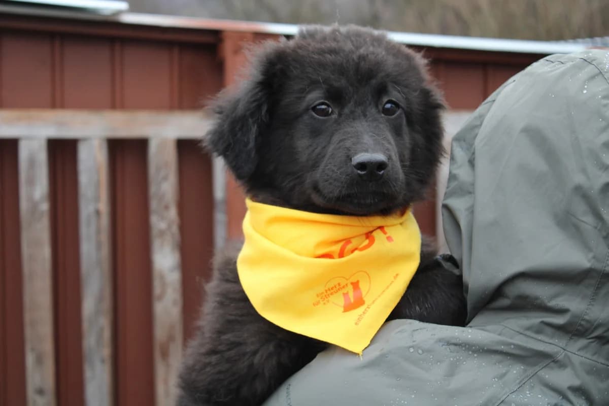 Hardy, weiß male puppy Mixed Breed for adoption at Ein Herz für Streuner e.V., München