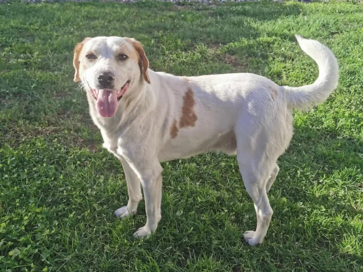 Hardy, weiß male 5yo Mixed Breed for adoption at Ein Herz für Streuner e.V., München