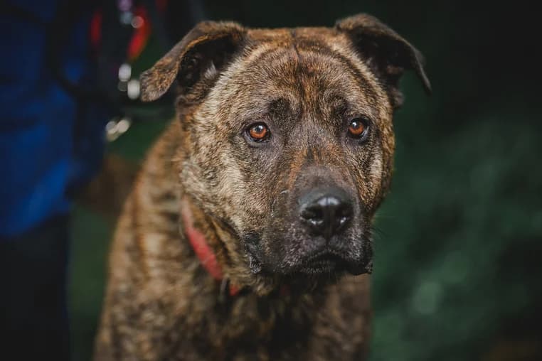 Hardys, male 5yo Mixed Breed for adoption at Ein Herz für Streuner e.V., München