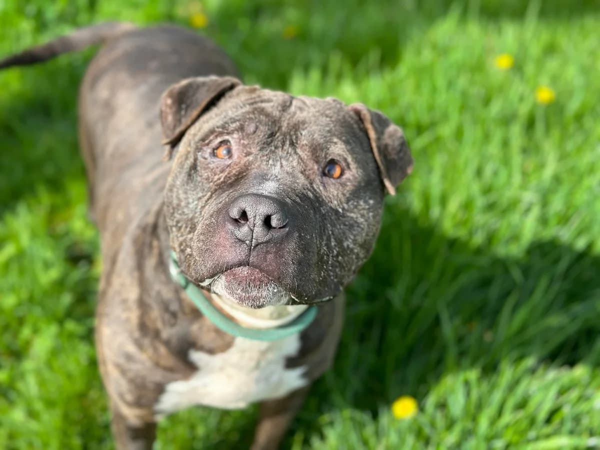 Hariboo, male 7yo Mixed Breed for adoption at Ein Herz für Streuner e.V., München