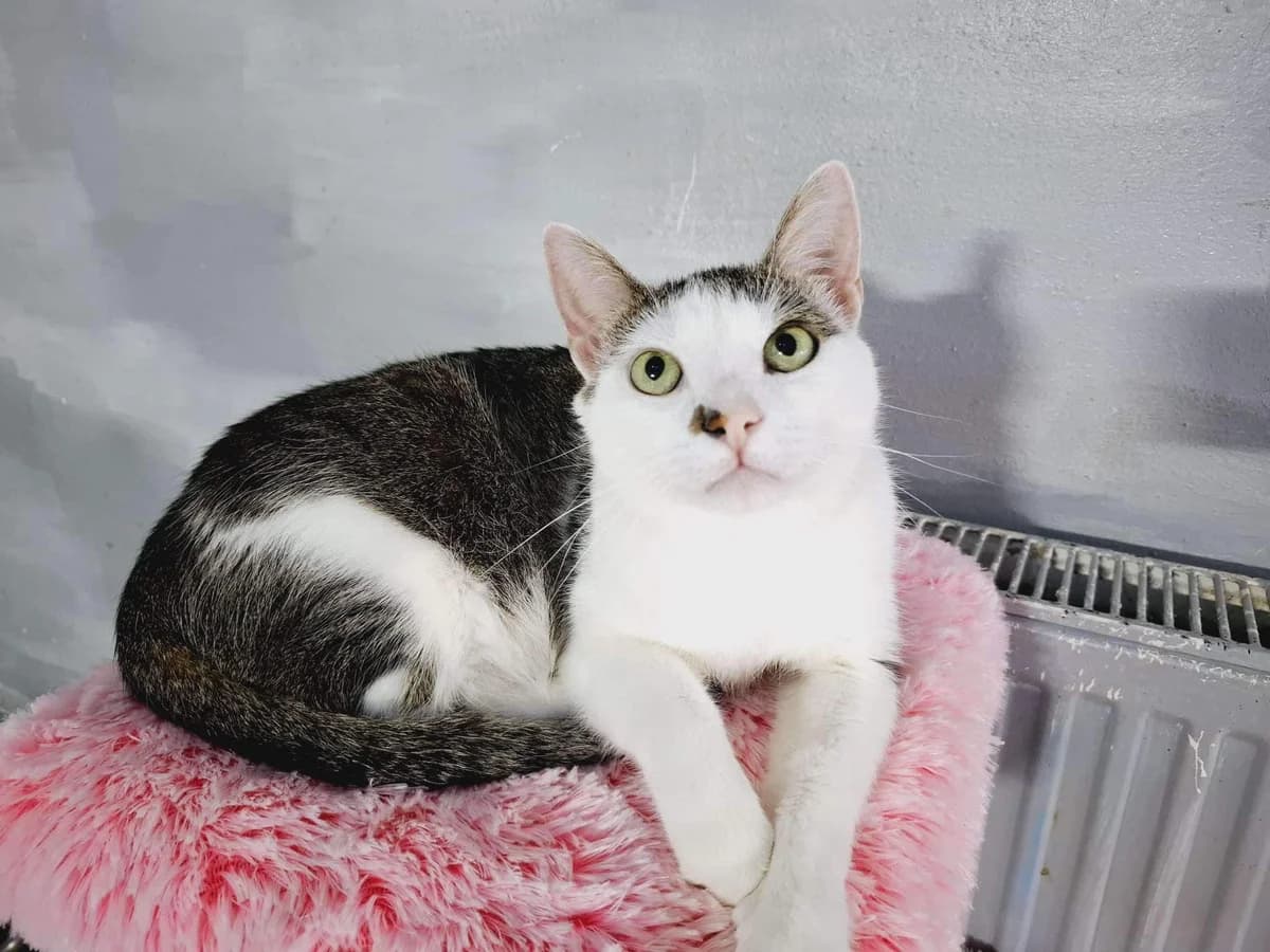 Haris, male 5yo Mixed Breed for adoption at Ein Herz für Streuner e.V., München