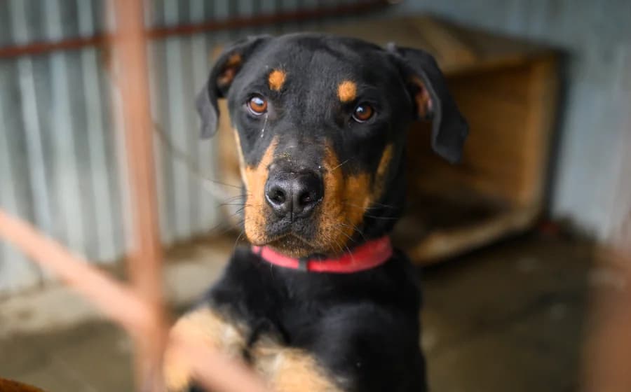 Harley, male young Mixed Breed for adoption at Ein Herz für Streuner e.V., München