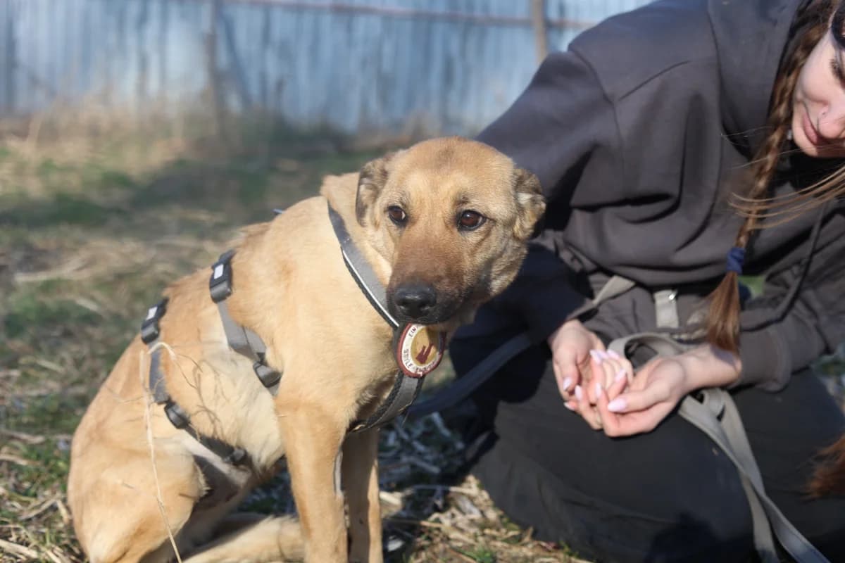 Harper, female young Mixed Breed for adoption at Ein Herz für Streuner e.V., München