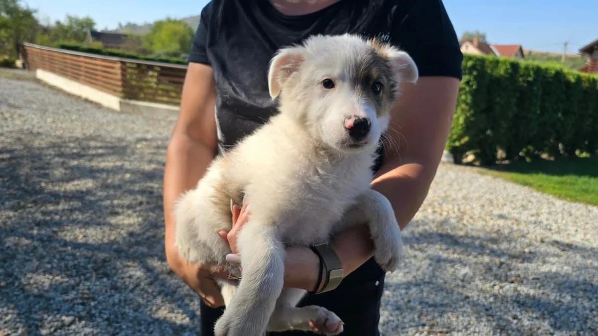 Harpo, puppy Mixed Breed for adoption at Ein Herz für Streuner e.V., München