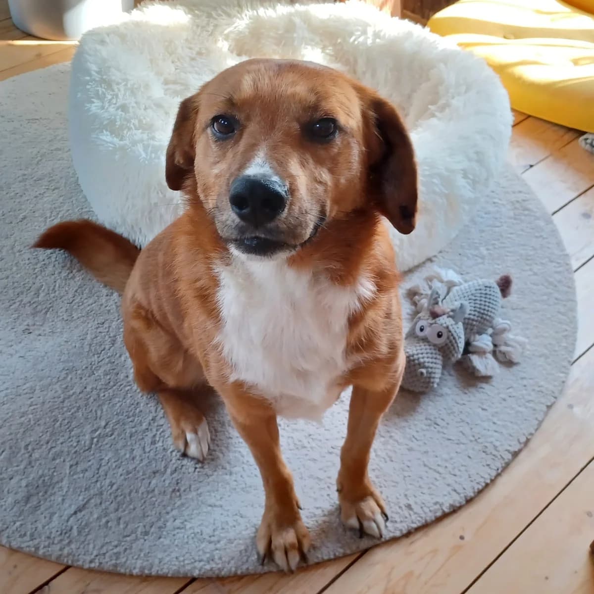 Harry, weiß male 5yo Mixed Breed for adoption at Ein Herz für Streuner e.V., München