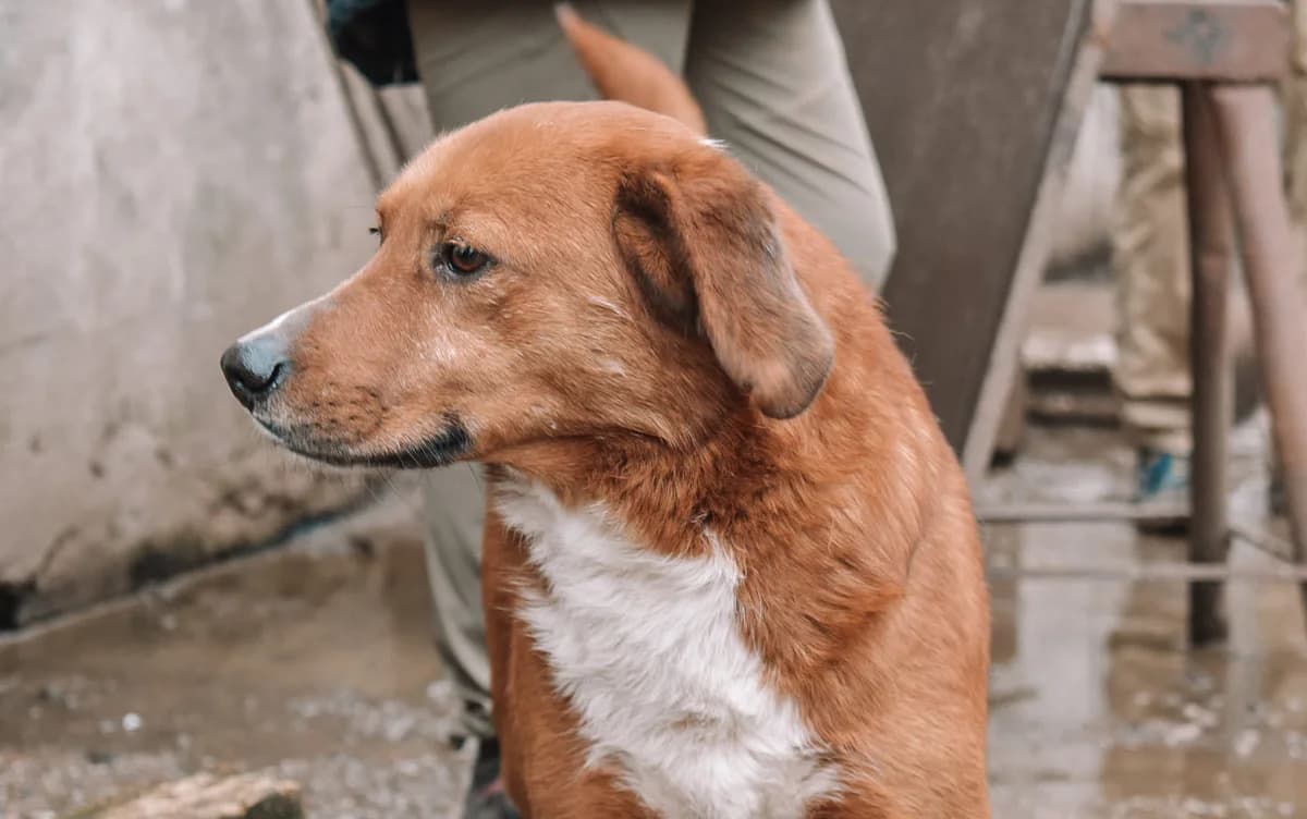 Harry, weiß male 5yo Mixed Breed for adoption at Ein Herz für Streuner e.V., München