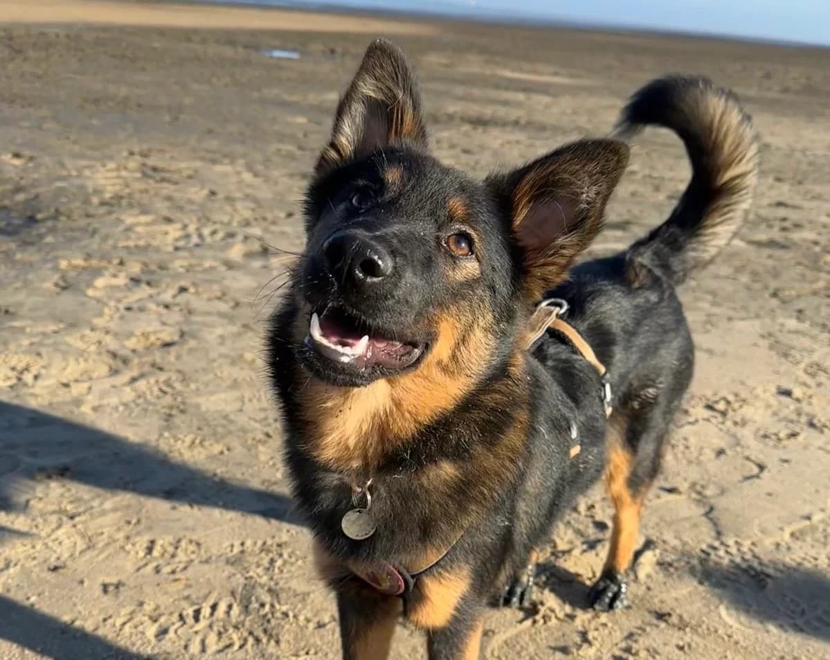 Haru, female 5yo Mixed Breed for adoption at Ein Herz für Streuner e.V., München