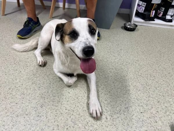Haru, male 4yo Mixed Breed for adoption at Ein Herz für Streuner e.V., München