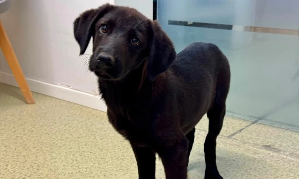 Haru, male puppy Mixed Breed for adoption at Ein Herz für Streuner e.V., München
