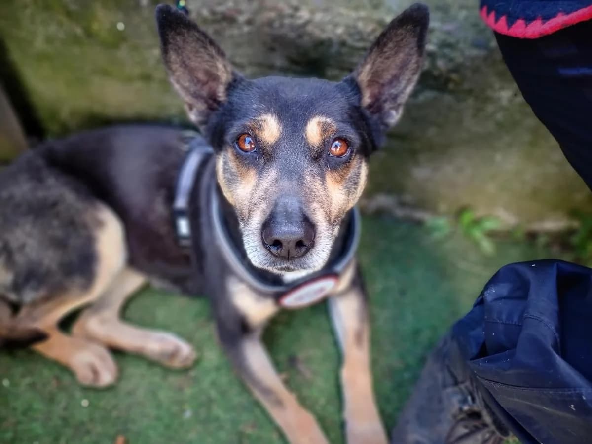 Hasel, female 6yo Mixed Breed for adoption at Ein Herz für Streuner e.V., München