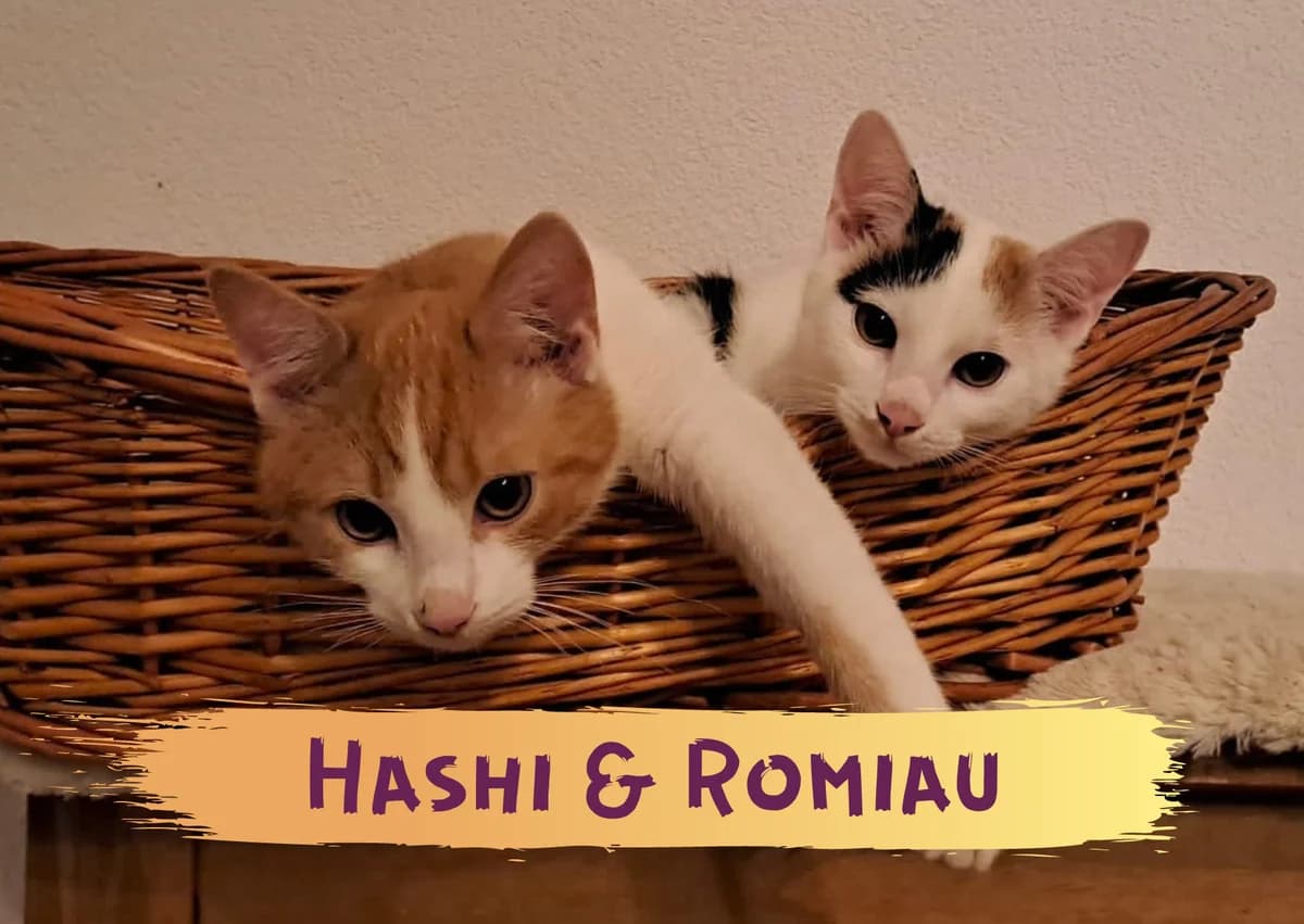 HASHI und ROMIAU, female puppy Mixed Breed for adoption at Ein Herz für Streuner e.V., München