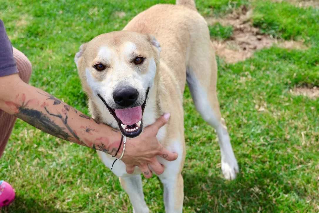 Hasi, male 5yo Mixed Breed for adoption at Ein Herz für Streuner e.V., München