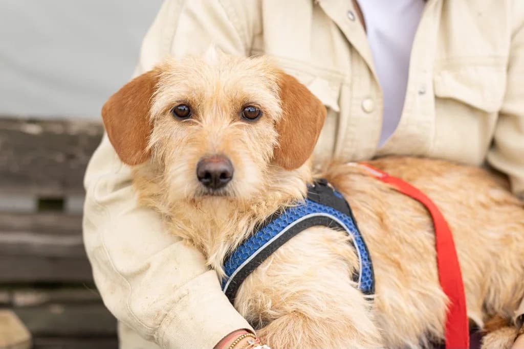 Hatschi, young Mixed Breed for adoption at Ein Herz für Streuner e.V., München