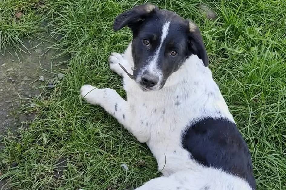 Hattie, female puppy Mixed Breed for adoption at Ein Herz für Streuner e.V., München