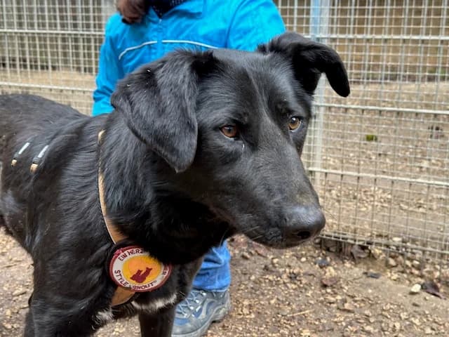 Havanna, schwarz female 5yo Mixed Breed for adoption at Ein Herz für Streuner e.V., München