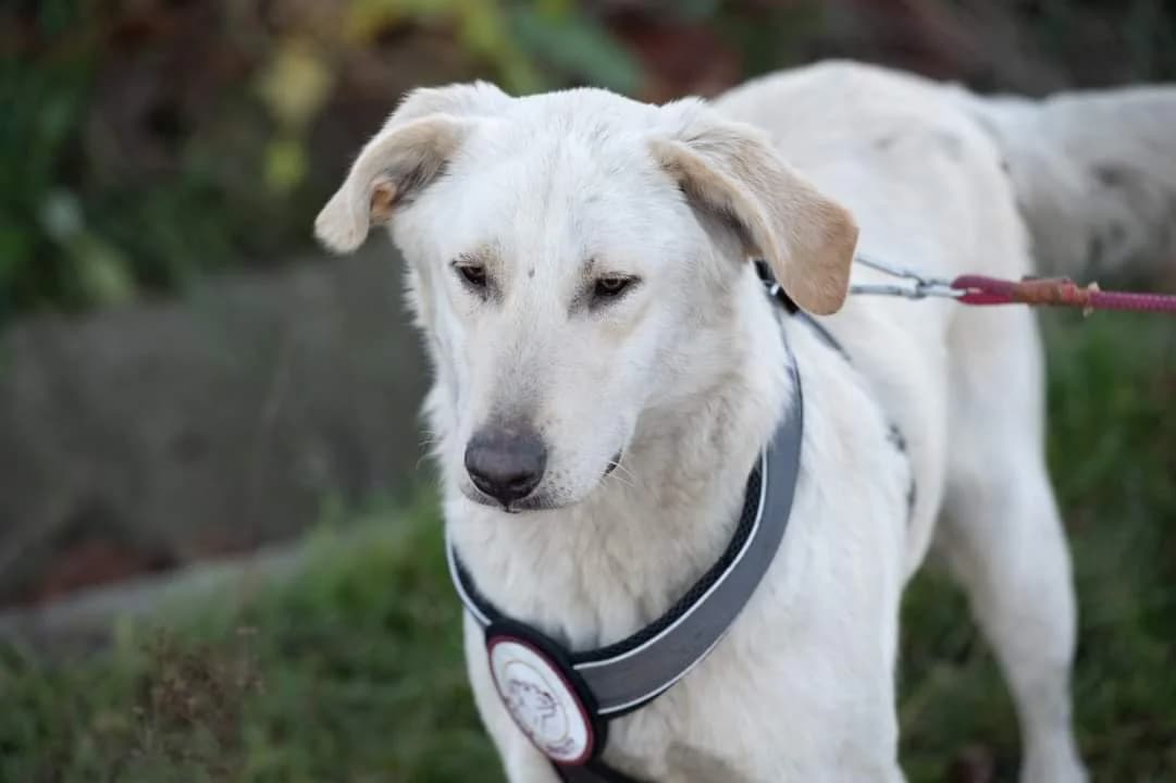 Hawai, male 5yo Mixed Breed for adoption at Ein Herz für Streuner e.V., München