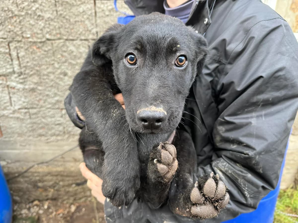 Hawk, male puppy Mixed Breed for adoption at Ein Herz für Streuner e.V., München