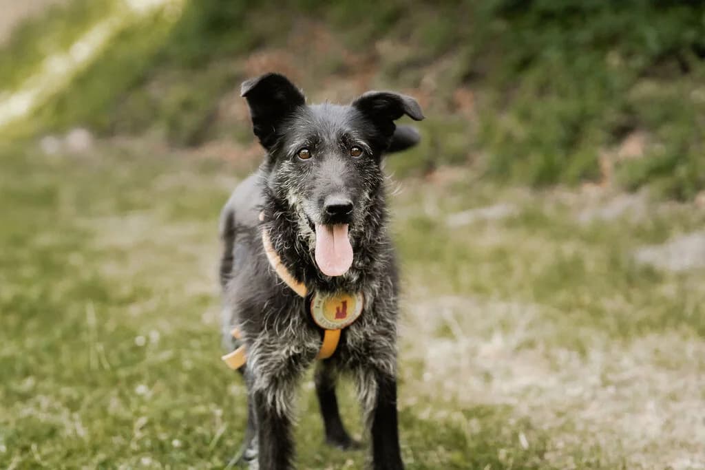 Hazel, schwarz female senior Mixed Breed for adoption at Ein Herz für Streuner e.V., München