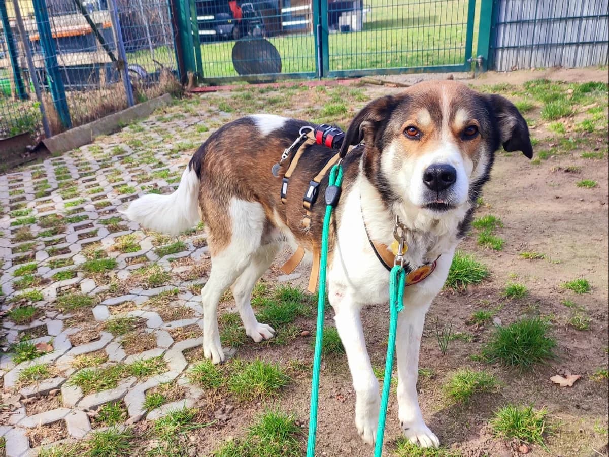 Hazel, female 5yo Mixed Breed for adoption at Ein Herz für Streuner e.V., München
