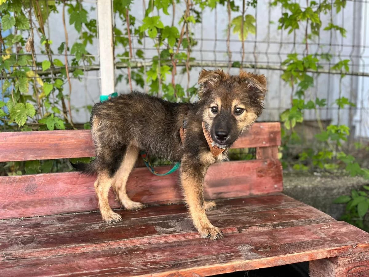 Hazel, gold female puppy Mixed Breed for adoption at Ein Herz für Streuner e.V., München