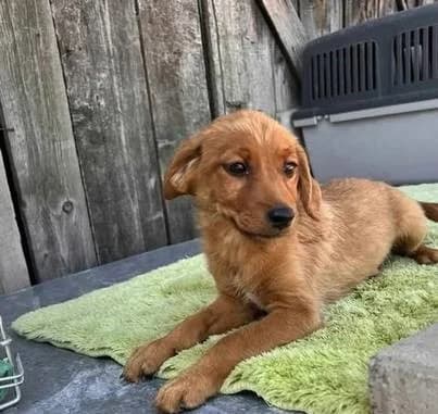 Hazelnut, puppy Mixed Breed for adoption at Ein Herz für Streuner e.V., München