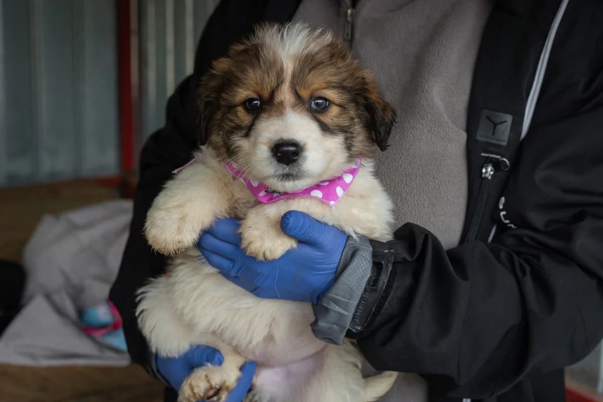 Hazelnut, female puppy Mixed Breed for adoption at Ein Herz für Streuner e.V., München