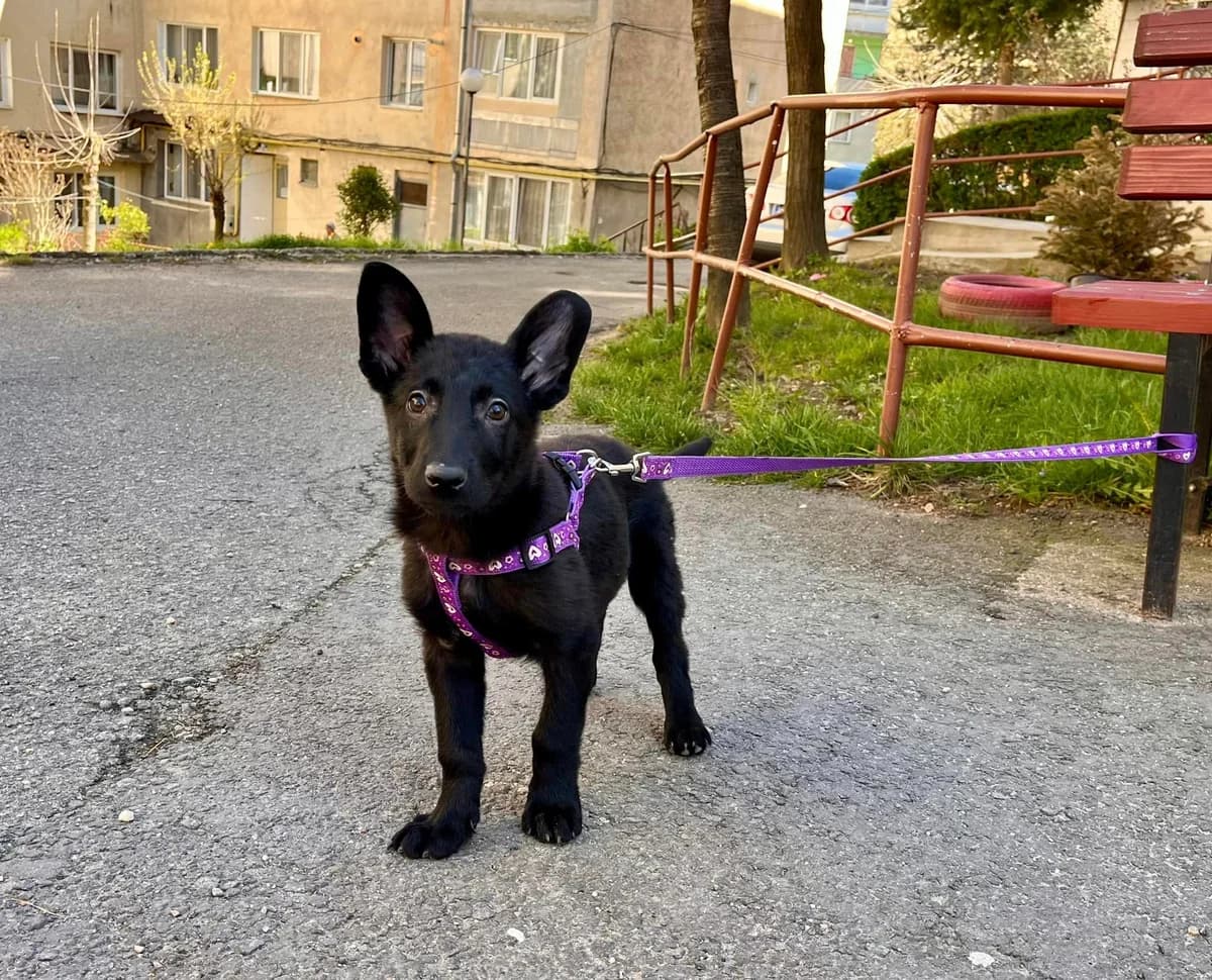 Hazine, female puppy Mixed Breed for adoption at Ein Herz für Streuner e.V., München