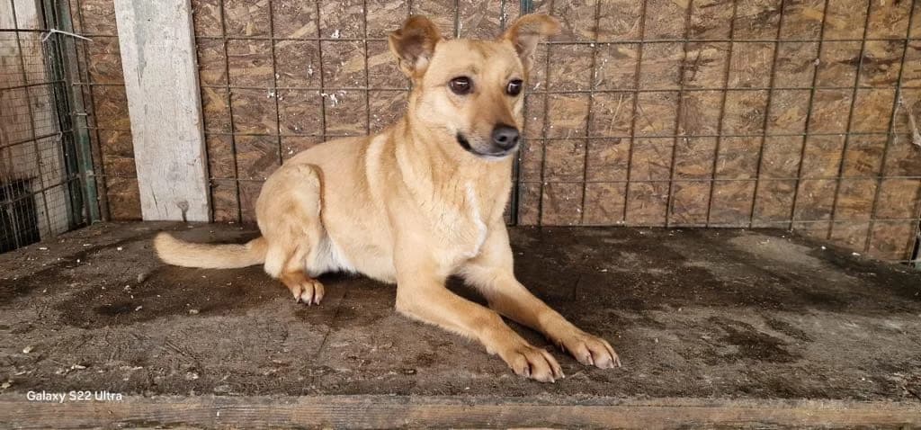 Heather, female 3yo Mixed Breed for adoption at Ein Herz für Streuner e.V., München