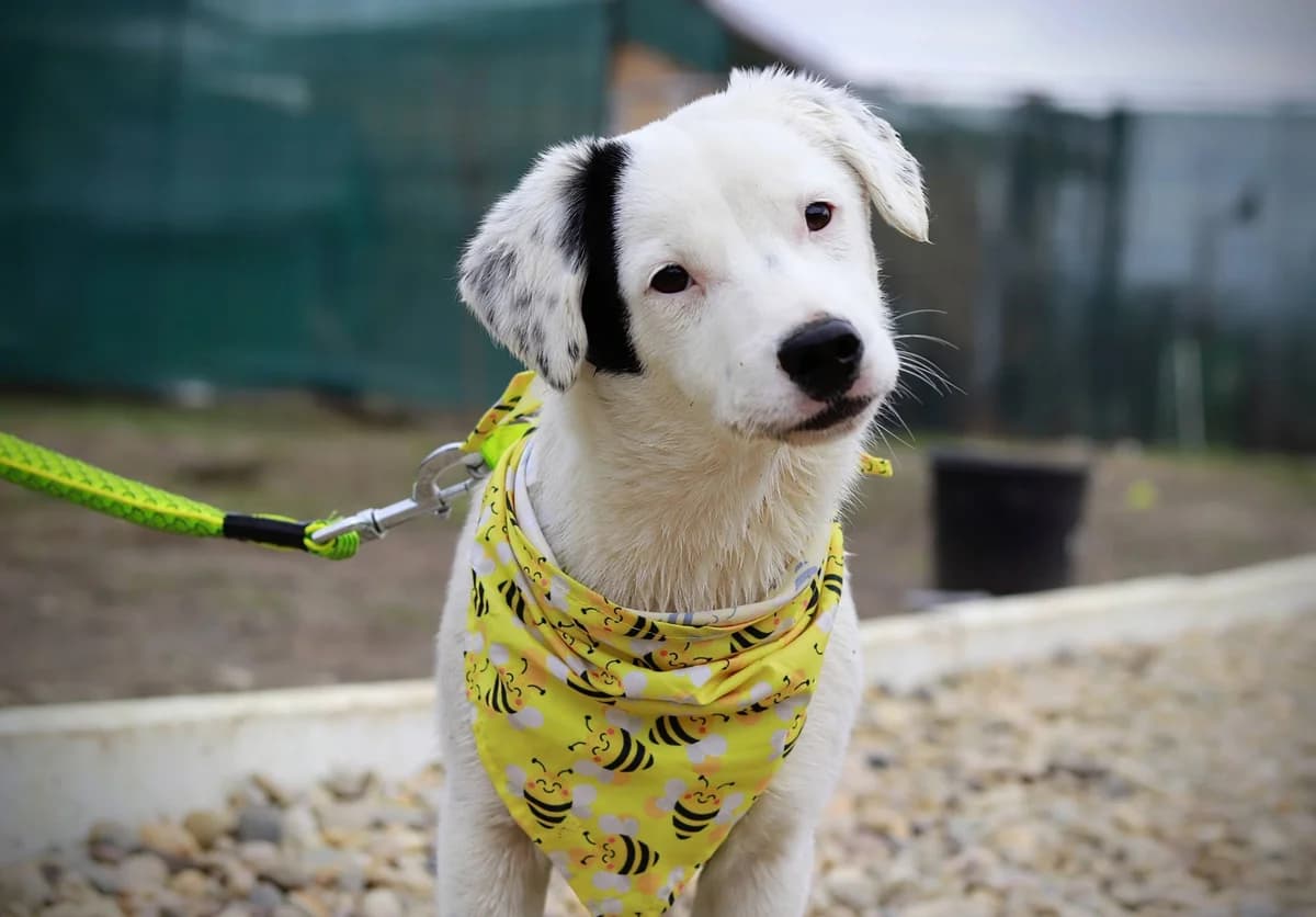 Heavenly, female puppy Mixed Breed for adoption at Ein Herz für Streuner e.V., München