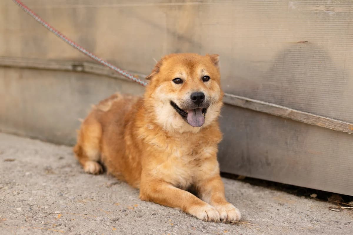 Hector, male 6yo Mixed Breed for adoption at Ein Herz für Streuner e.V., München