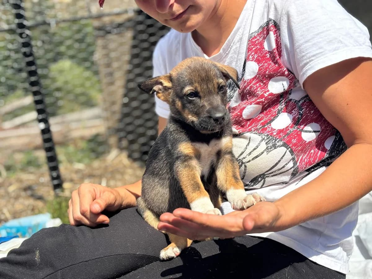 Hedda, female puppy Mixed Breed for adoption at Ein Herz für Streuner e.V., München