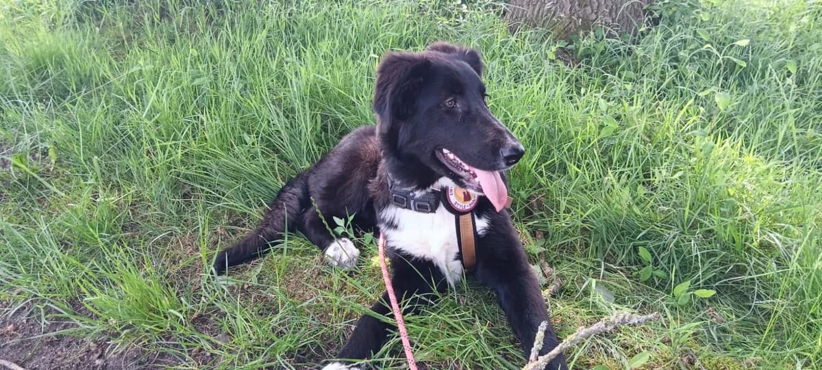 Hedi, female puppy Mixed Breed for adoption at Ein Herz für Streuner e.V., München