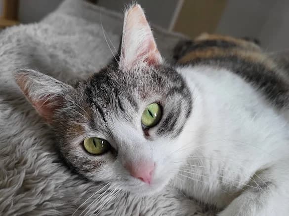 Hedwig, female 4yo Mixed Breed for adoption at Ein Herz für Streuner e.V., München