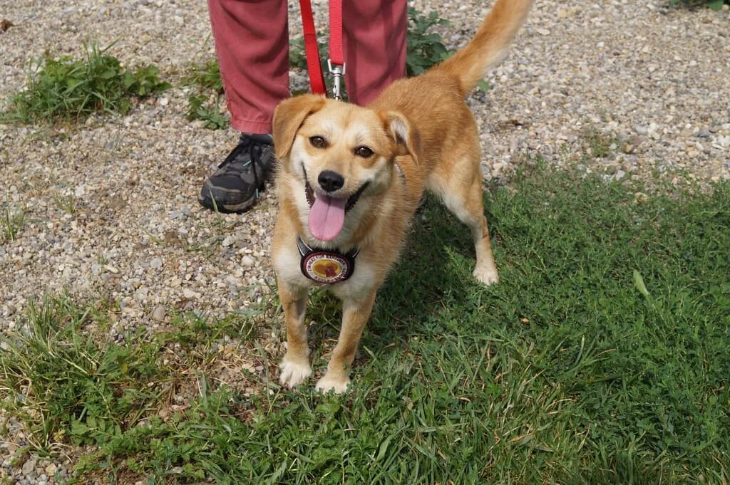Hedwig, female 5yo Mixed Breed for adoption at Ein Herz für Streuner e.V., München