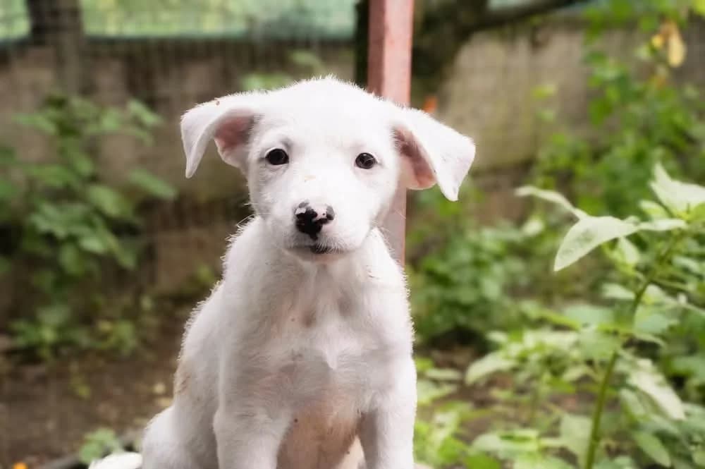 Hedwig, gefleckt female puppy Mixed Breed for adoption at Ein Herz für Streuner e.V., München