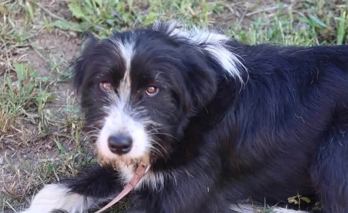 Heidi, weiß female young Mixed Breed for adoption at Ein Herz für Streuner e.V., München