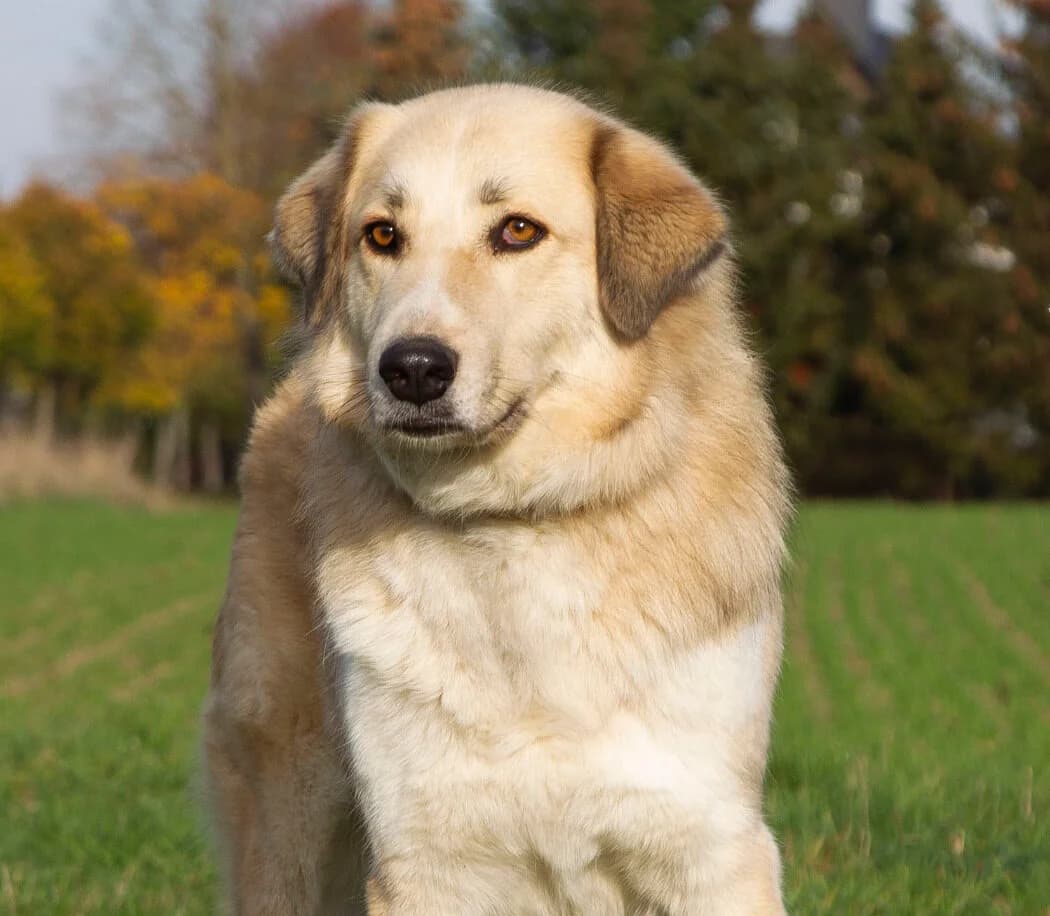 Heidi, female 6yo Mixed Breed for adoption at Ein Herz für Streuner e.V., München