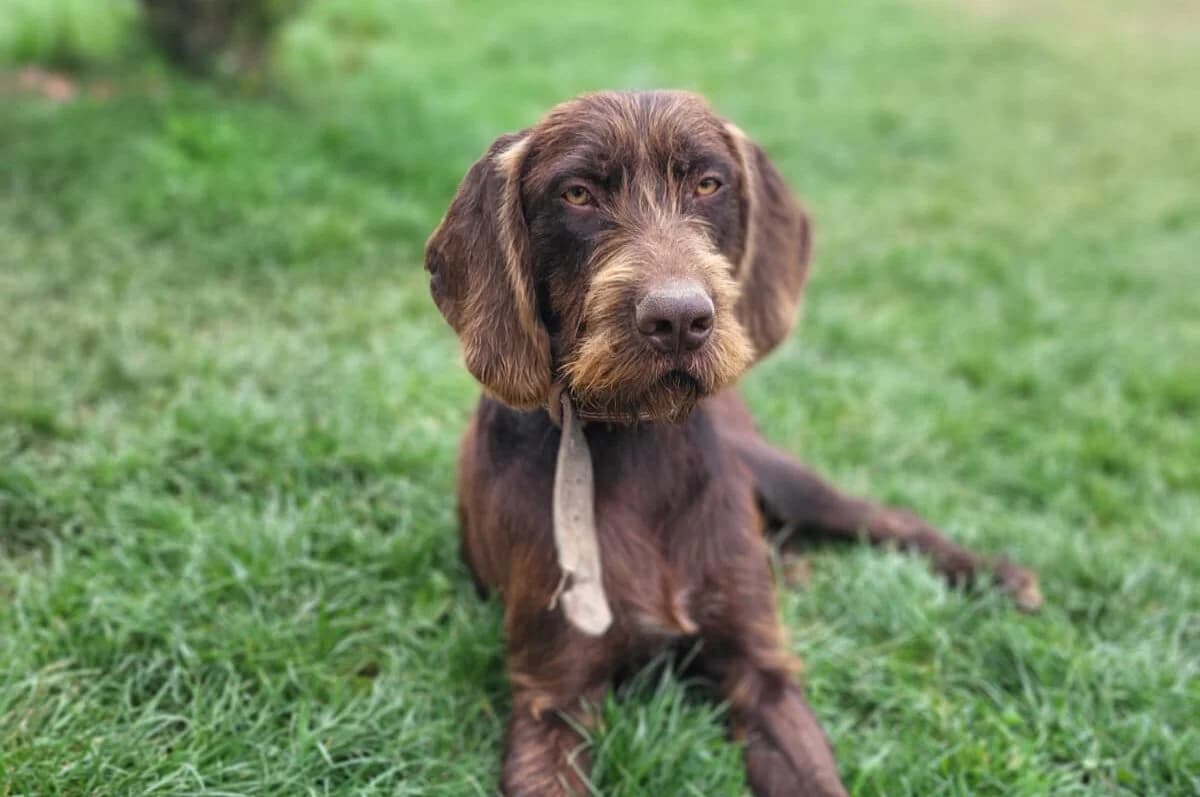 Heinrich, male young Mixed Breed for adoption at Ein Herz für Streuner e.V., München