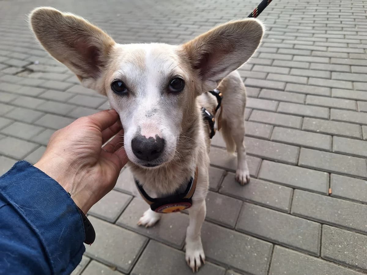 Hekate, male young Mixed Breed for adoption at Ein Herz für Streuner e.V., München