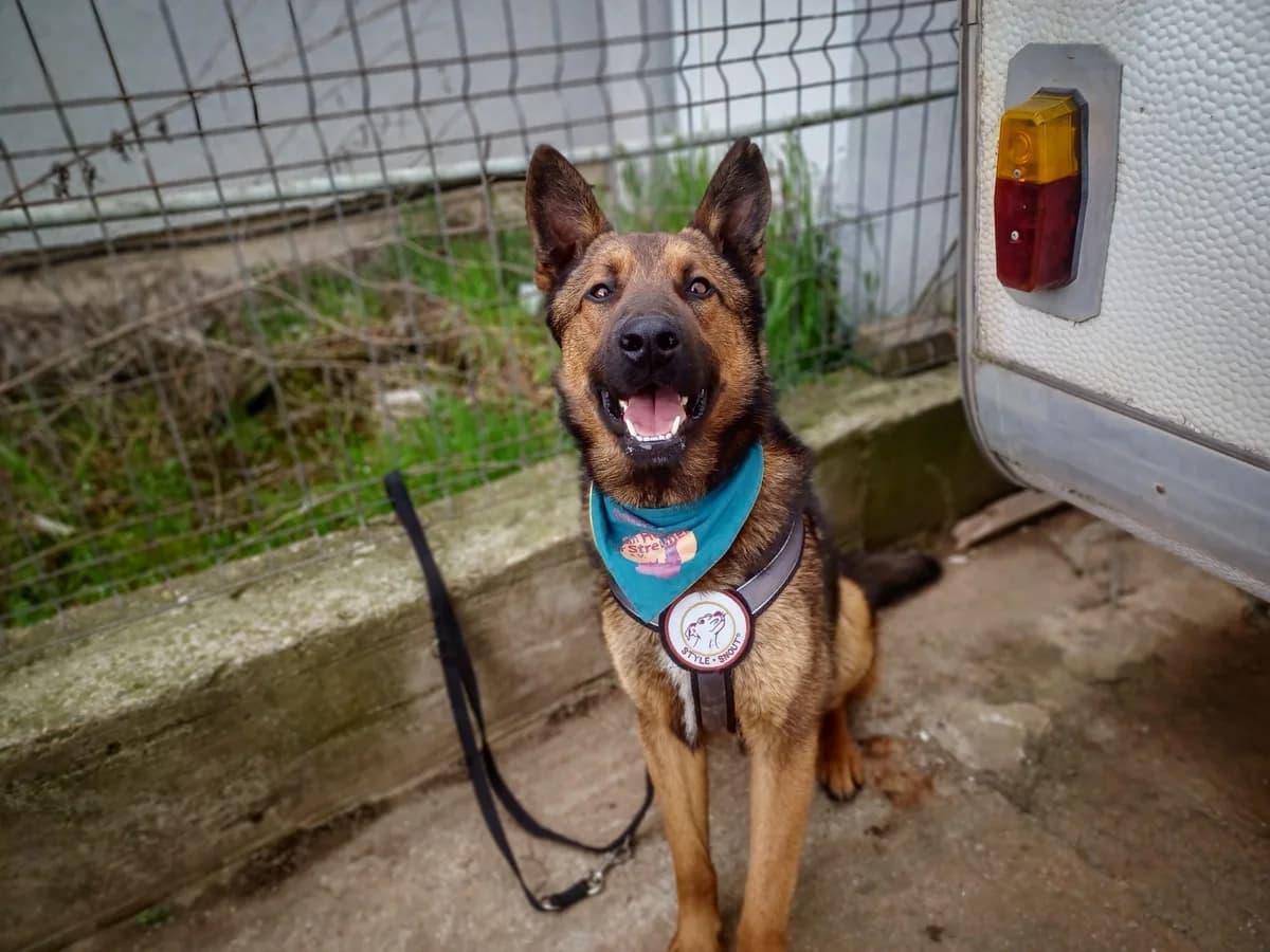 Hektar, gold male 5yo Mixed Breed for adoption at Ein Herz für Streuner e.V., München