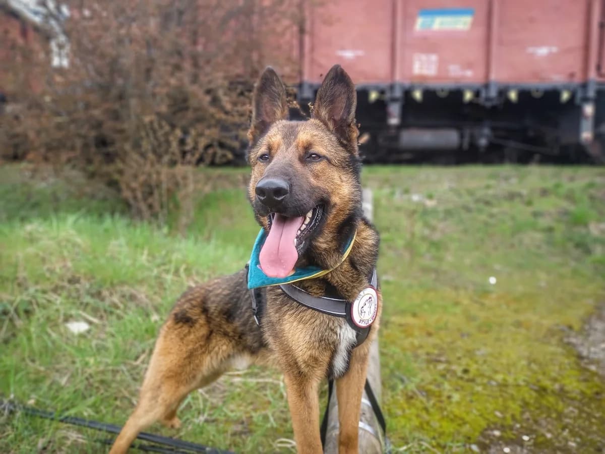 Hektar, gold male 5yo Mixed Breed for adoption at Ein Herz für Streuner e.V., München