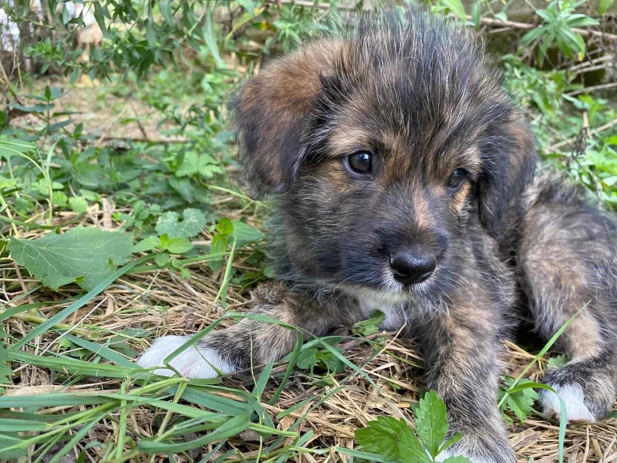 Hektor, gefleckt male puppy Mixed Breed for adoption at Ein Herz für Streuner e.V., München