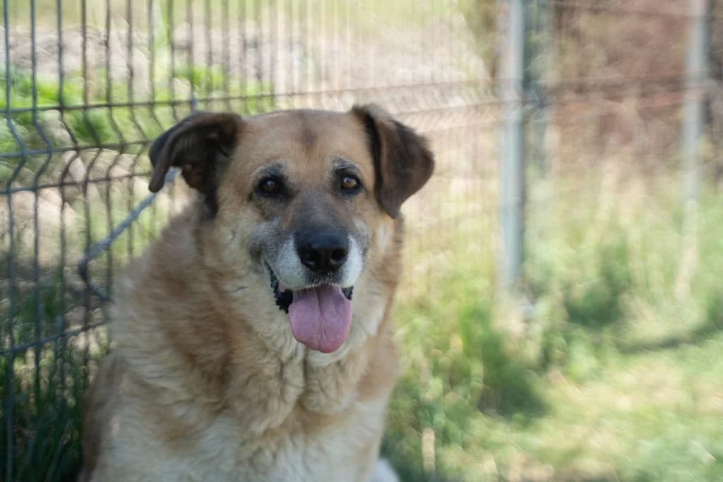 Helena, female 5yo Mixed Breed for adoption at Ein Herz für Streuner e.V., München