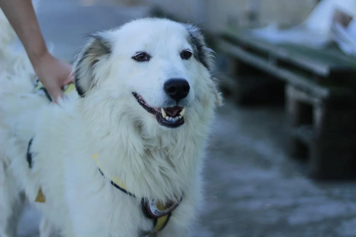 Helene, weiß female 3yo Mixed Breed for adoption at Ein Herz für Streuner e.V., München