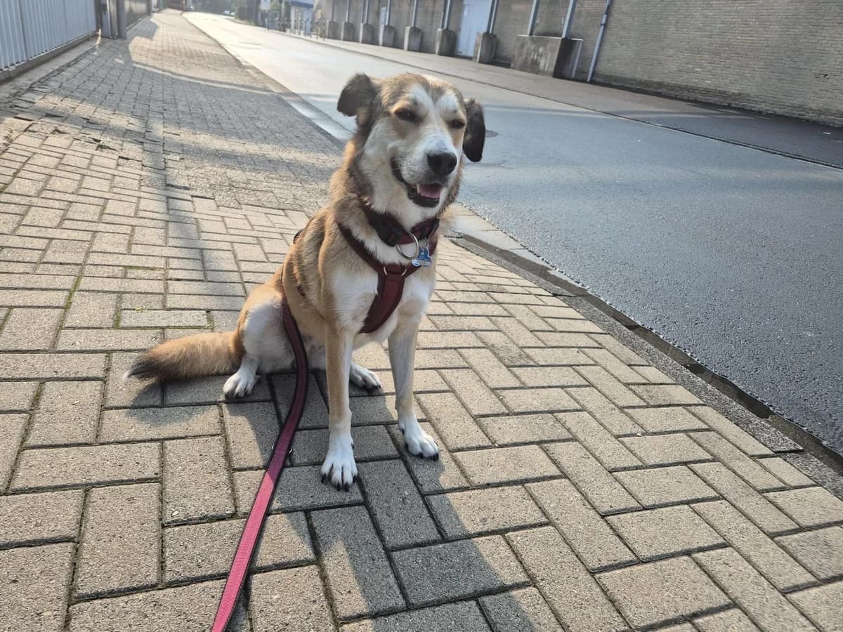 Helga, weiß female 4yo Mixed Breed for adoption at Ein Herz für Streuner e.V., München