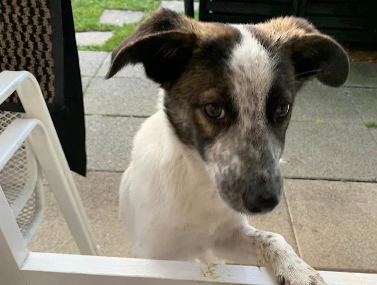 Helga, female puppy Mixed Breed for adoption at Ein Herz für Streuner e.V., München