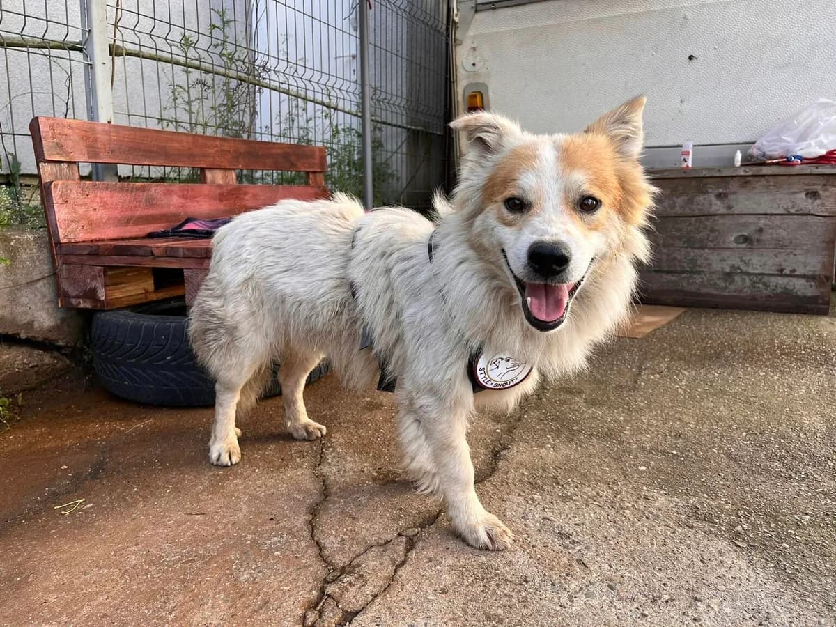 Helge, male 5yo Mixed Breed for adoption at Ein Herz für Streuner e.V., München